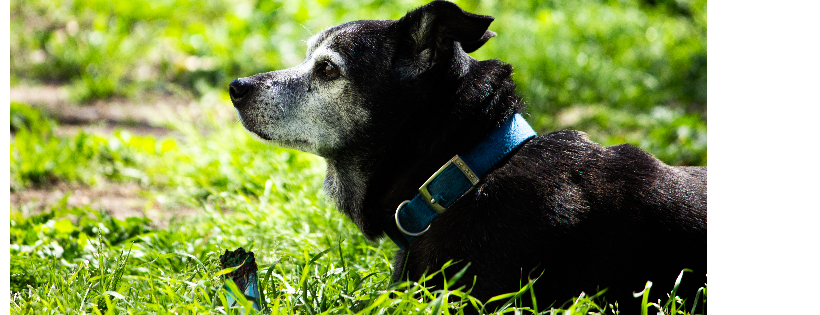 632 Canine Rescue