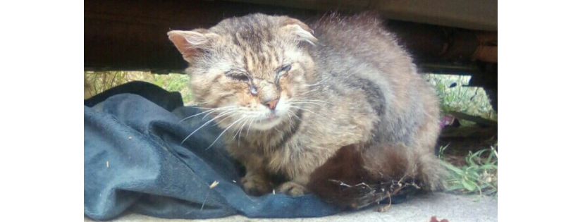 Alley Katz Australia Org.