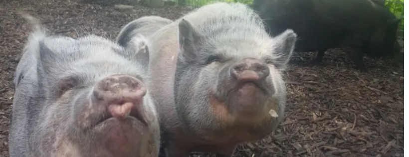 Poppy's Pigtopia NFP