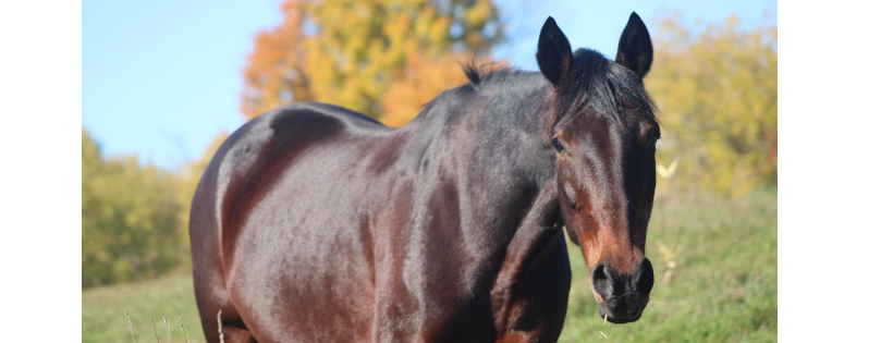 New Start Standardbred Adoption