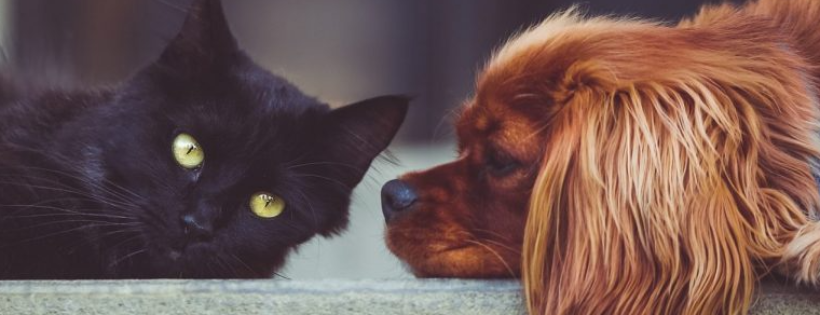 Okanagan Humane Society