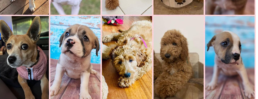 All 4 Paws Dog Rescue