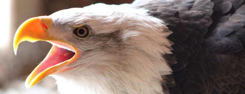 Red Creek Wildlife Center Inc