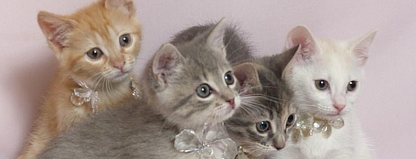 Animal Welfare Society Of Kerr County, Texas