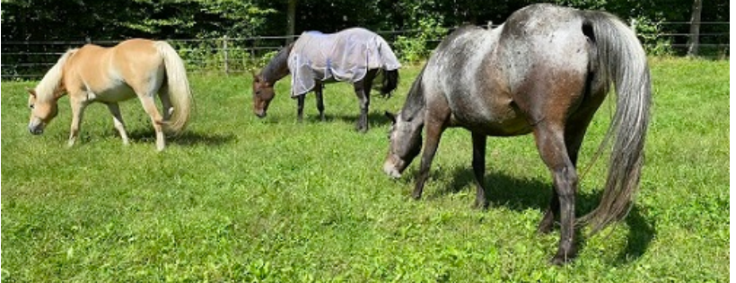The Dorset Equine Rescue