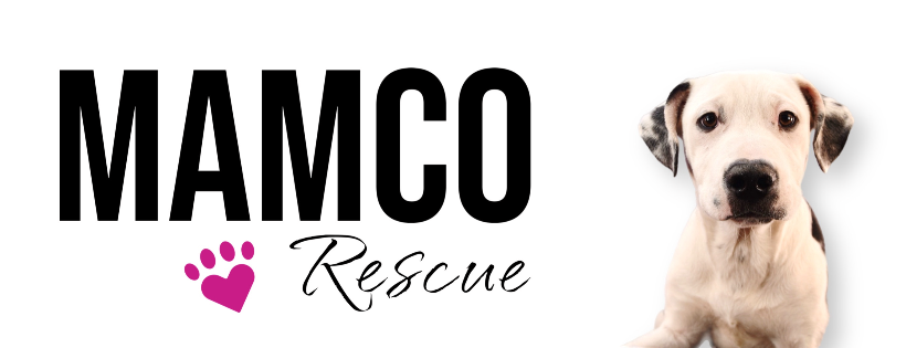 Moms and Mutts Colorado Rescue for Pregnant and Nursing Dogs