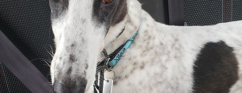 Greyhound Welfare and Rescue