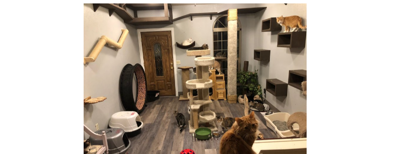 Lake Lowell Animal Rescue