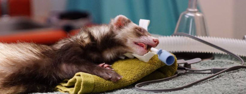 Ferret Dreams Rescue and Adoption