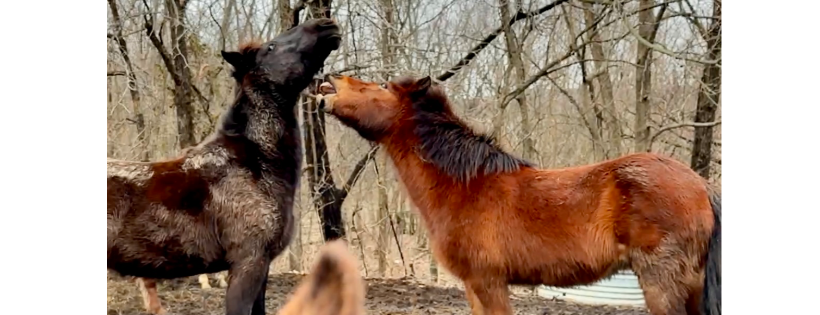 Steel City Animal Haven