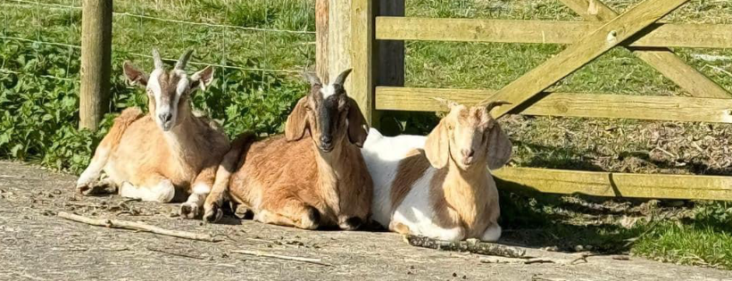 Downs Farm Trust