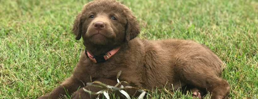 Chesapeake Bay Retriever Relief & Rescue
