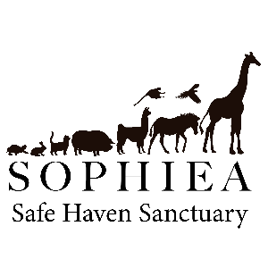 Sophiea Safe Haven Sanctuary