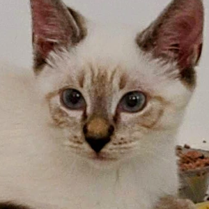 Purr-fect Hearts Kitten Fosters Logo