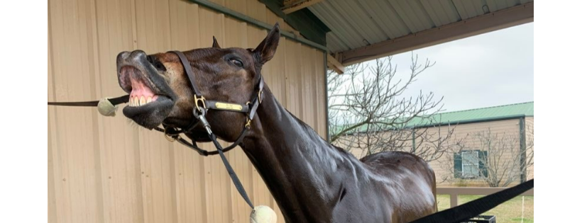 Dream Haven Equine Sanctuary
