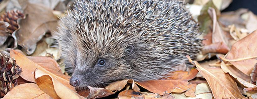 Chorley Hedgehog Rescue