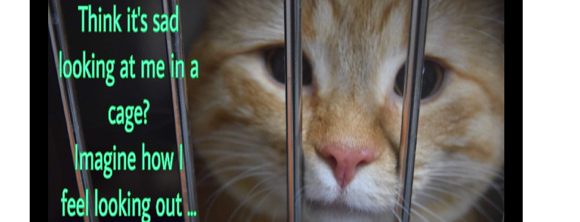Fur-Ever Home Rescue