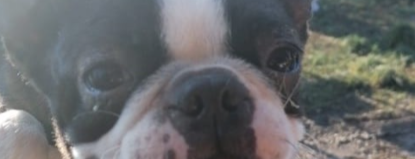 french bulldog saviours