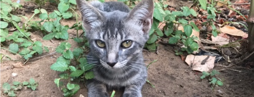 San Antonio  Feral Cat Coalition
