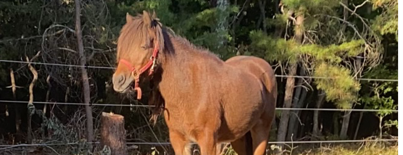 EZ S Rescue Ranch Inc