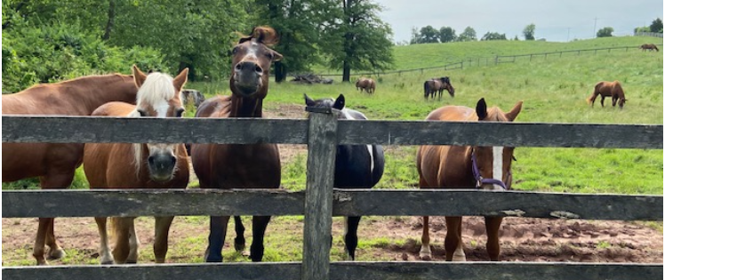 Ryerss Farm for Aged Equines