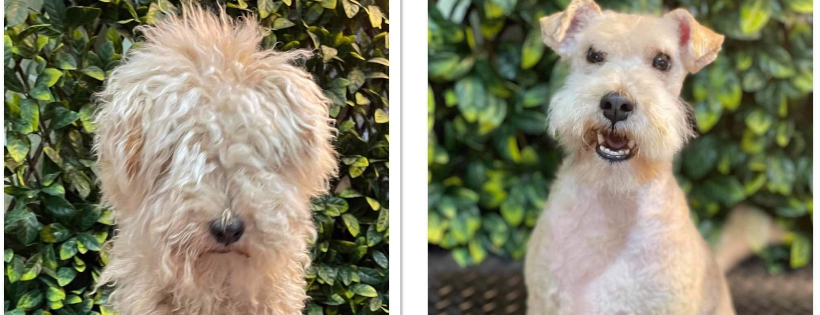 Patterdale & Lakeland Terrier Rehome UK