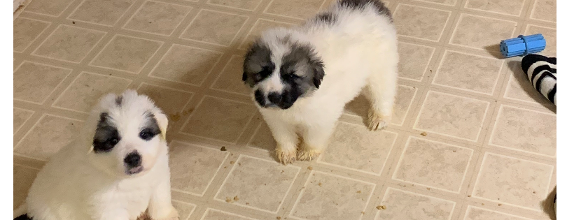 Piedmont Animal Rescue