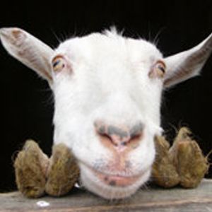 Live and Let Live Farm Rescue & Sanctuary Logo
