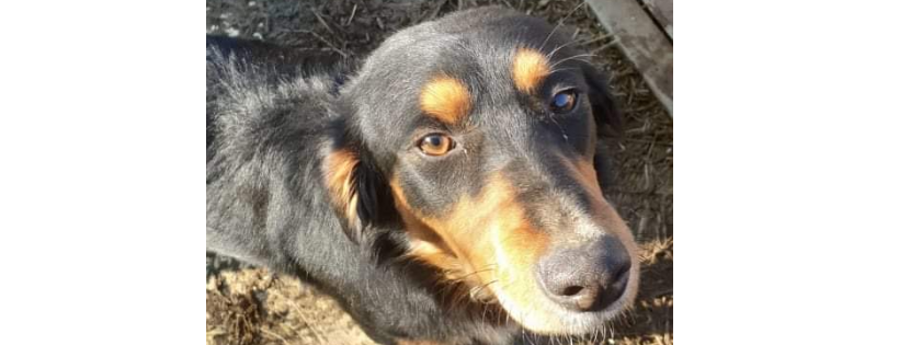 Bronx Familia Animal Shelter