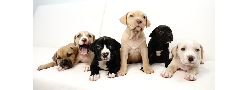 Coco's Heart Dog Rescue