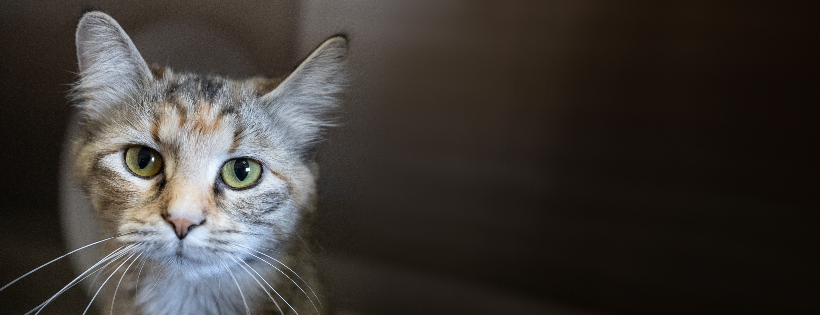 Bide Awhile Animal Shelter Society