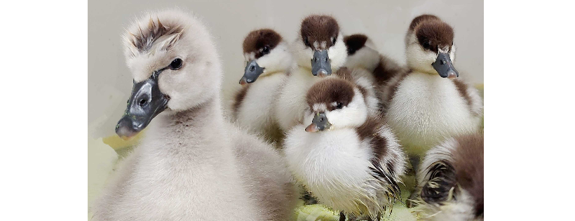 BirdCare Aotearoa