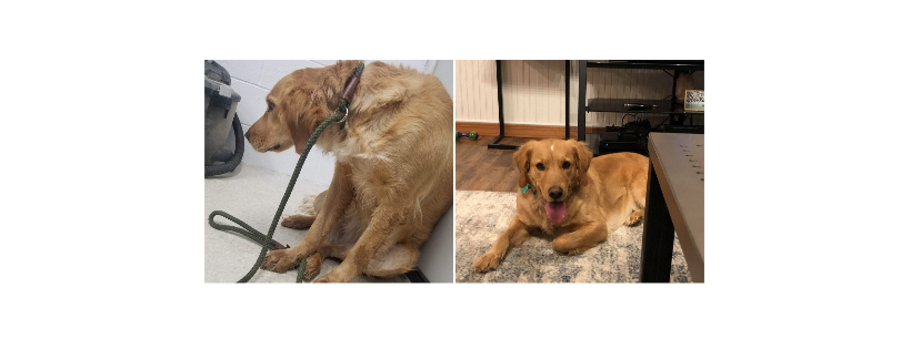 Friends Furever Animal Rescue