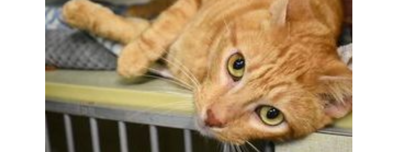 Beaumont Pets Alive