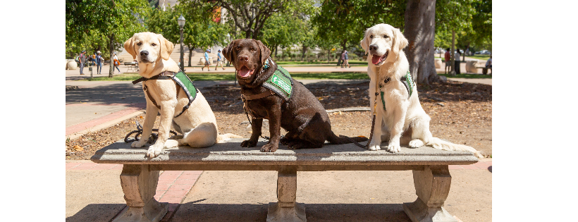 Pawsitive Teams, Inc.
