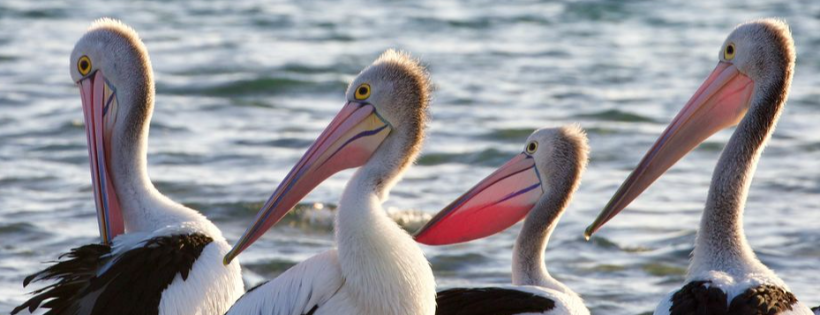 Western Australian Seabird Rescue Inc.