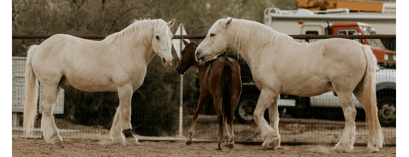 Healing Hearts Animal Rescue and Refuge
