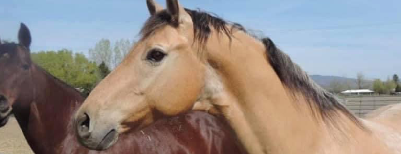 Miracle Horse Rescue