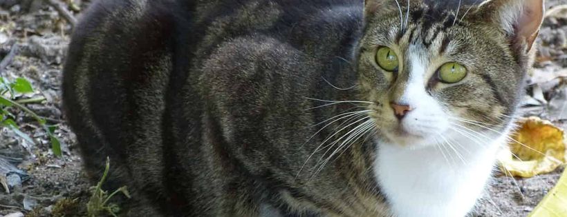 Brisbane Valley Cat Rescue Inc