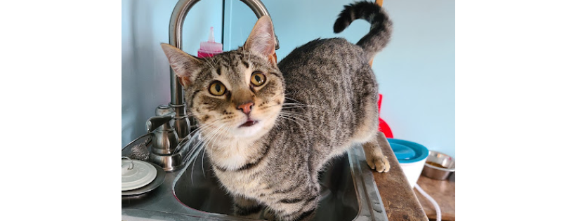 DunRoamin' Stray and Rescue