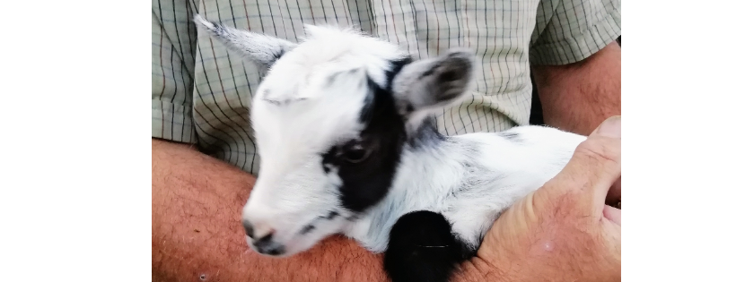 Hensell Goat Rescue Care Farm Sutton on Sea