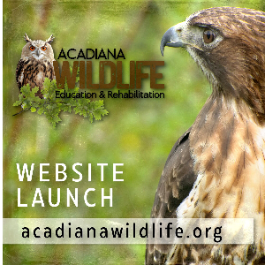 Acadiana Wildlife Education and Rehabilitation