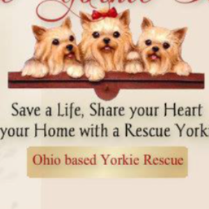 Little Yorkie Rescue Logo