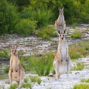 Wildlife Tranquillity Sanctuary Inc