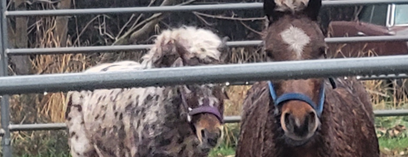 Full Circle Equine Rehabilitation Center