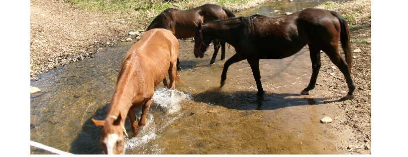 Ryerss Farm for Aged Equines