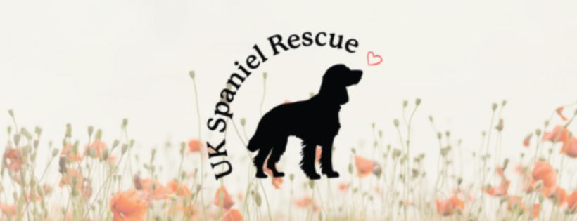 UK Spaniel Rescue