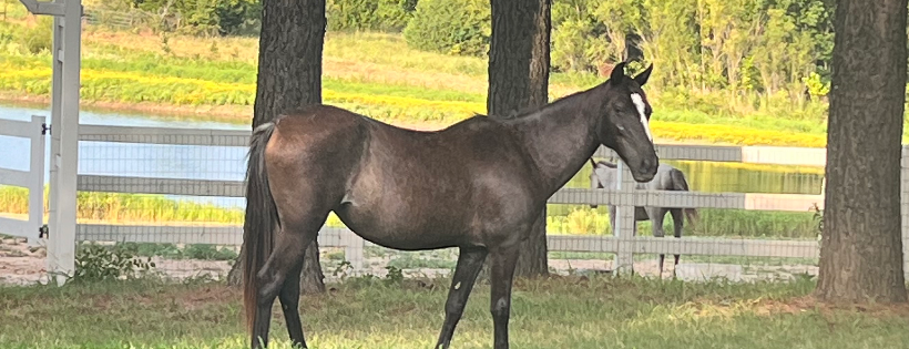 Lazy Pastures Equine Rescue