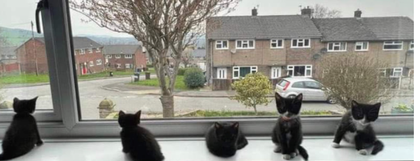 Rescue  Kitties