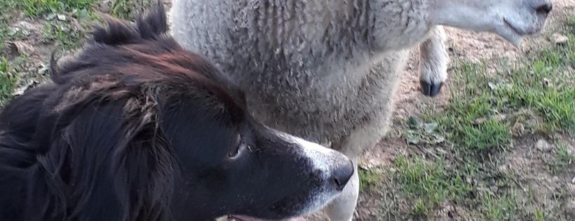 Hollyview Animal Sanctuary